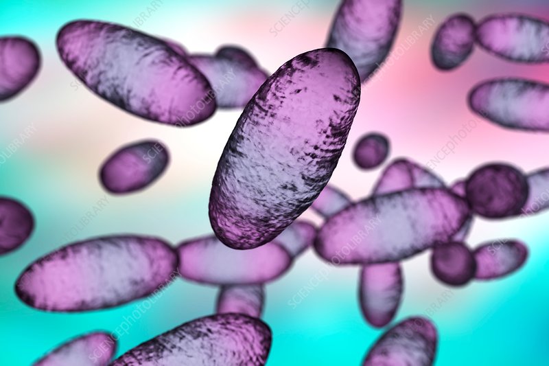 Plague bacteria Yersinia pestis image in purple