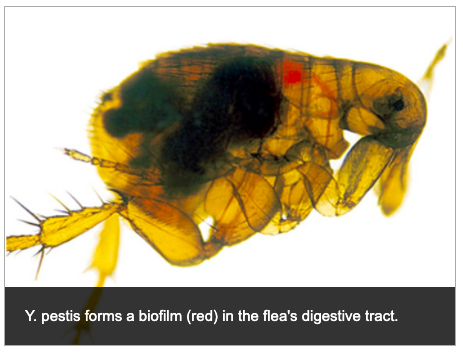 flee with the plague virus